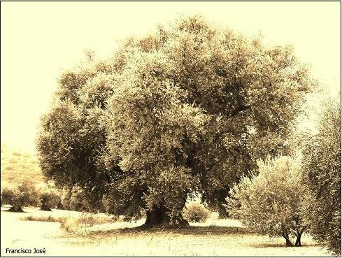 Olivo Centenario